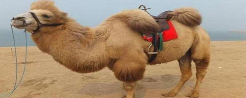 骆驼驼峰里储存的是什么