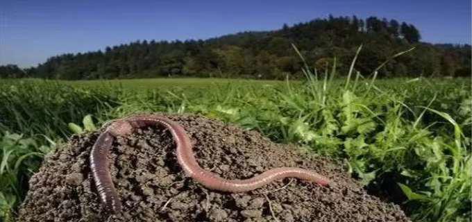 蚯蚓没有眼睛这种说法是正确还是错误