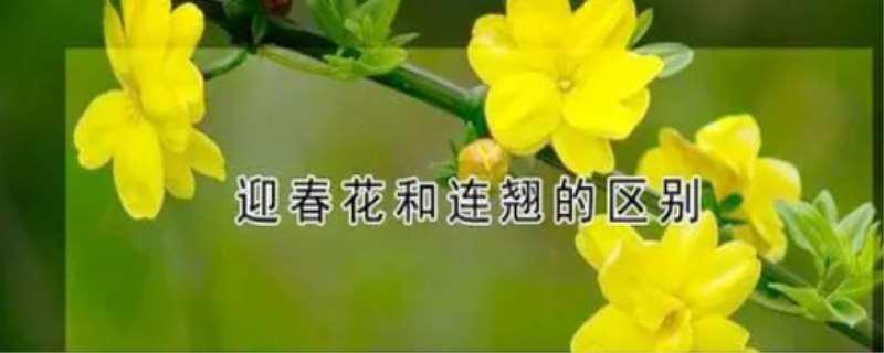 迎春花和连翘花的区别
