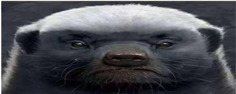 平头哥是什么小动物