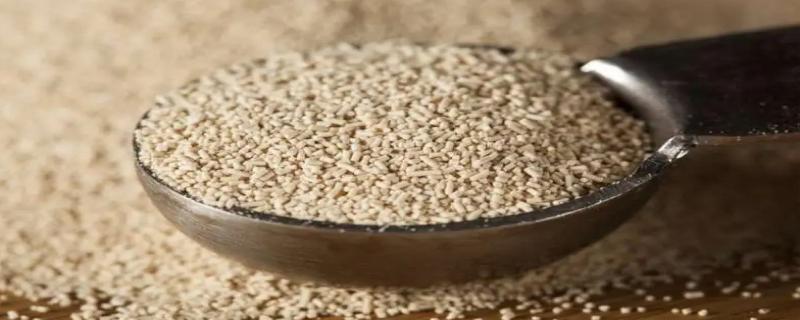 酵母是什么意思