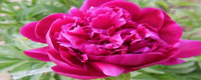 芍药花什么时候开花