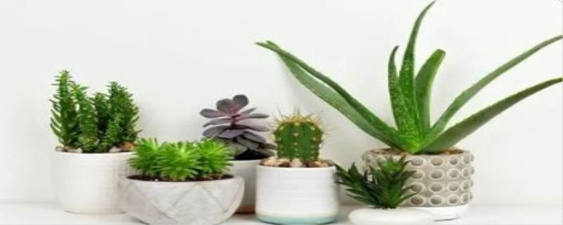 盆栽植物如何养