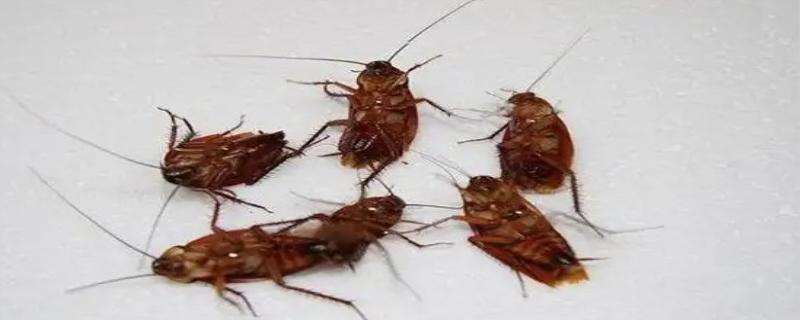 灭蟑螂的方法有哪些