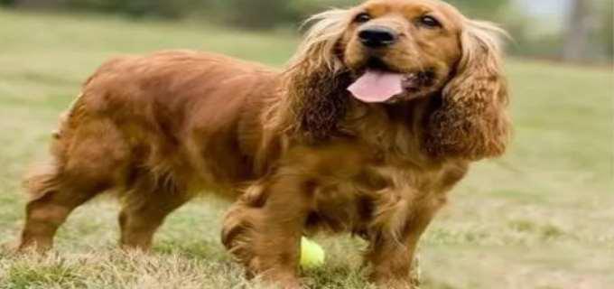 无尾狗有些什么品种