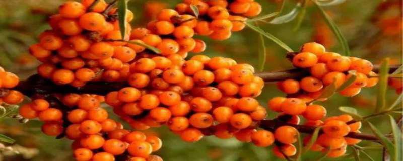 沙棘的功效与作用