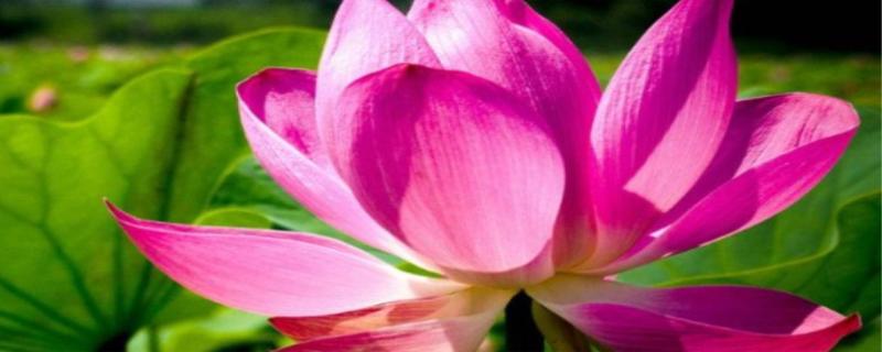 荷花的寓意和象征