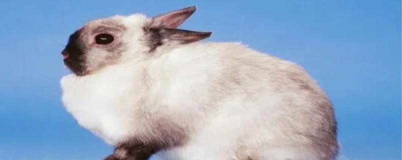 宠物兔的寿命是多少
