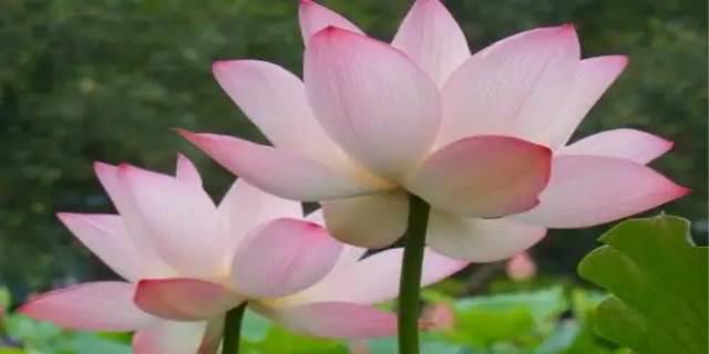 荷花什么时候开花