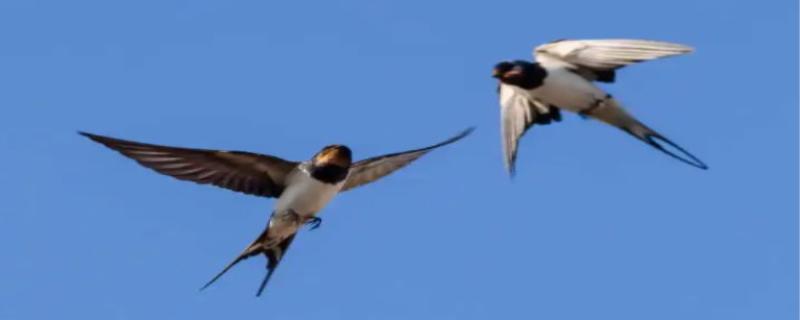 燕子的尾巴像什么