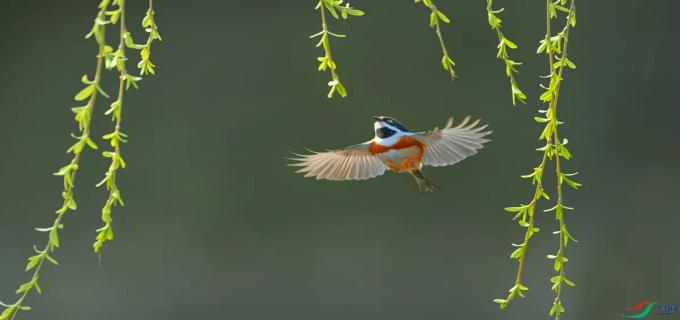 二月春风似剪刀是什么意思