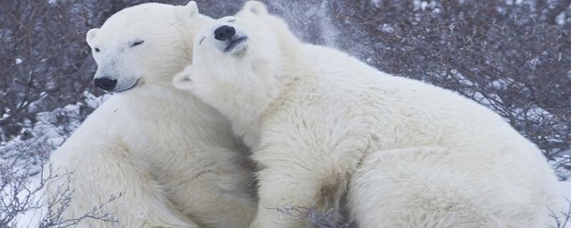 北极熊的毛是什么颜色的