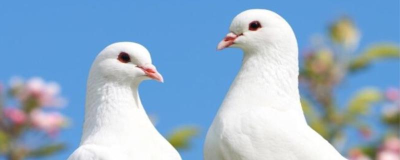 放鸽子是什么意思
