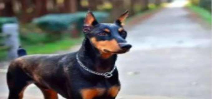 无尾狗叫什么犬