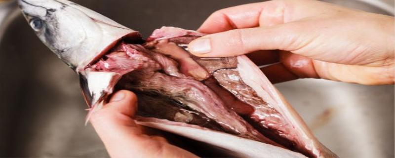 鱼胆的功效与作用