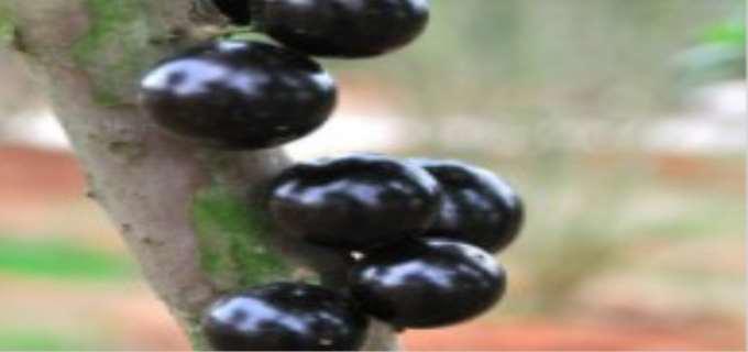 嘉宝果的正确吃法