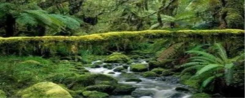 热带雨林的作用