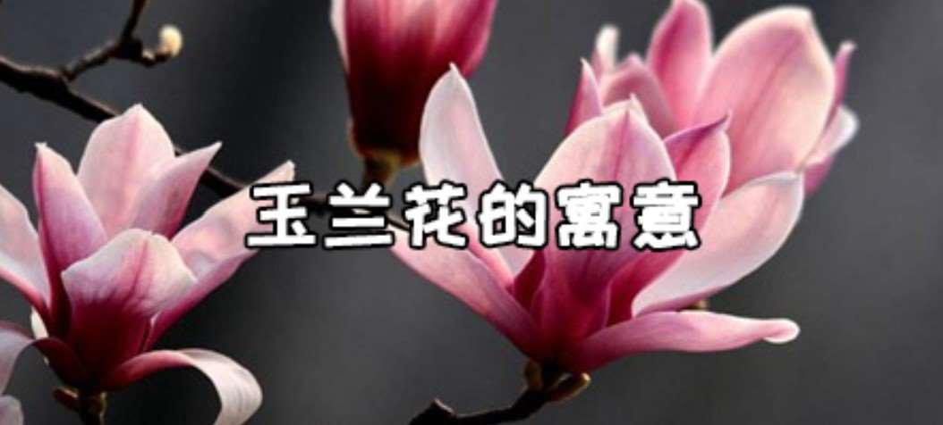 玉兰花的寓意