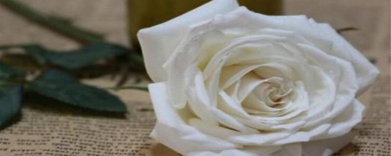 白玫瑰代表什么意思