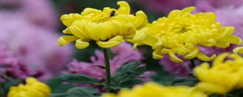 菊花的寓意和象征