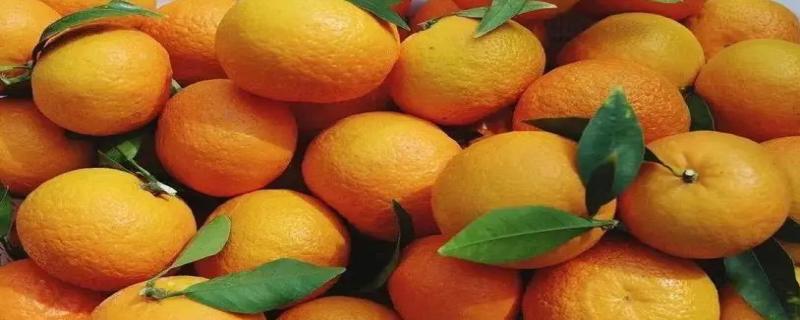 沃柑的功效与作用 沃柑是凉性的还是热性的