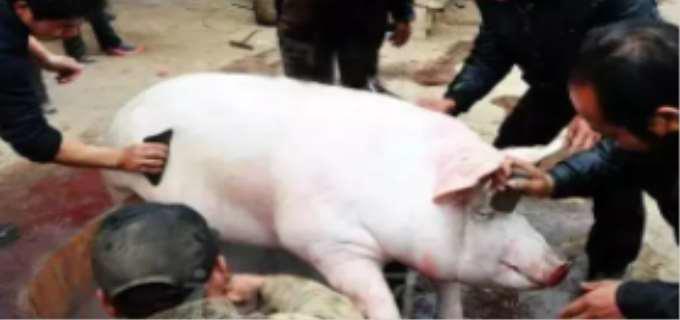 开膛破肚的意思