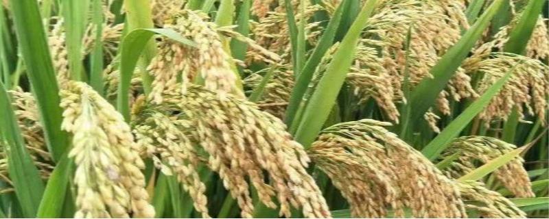 杂交水稻什么时候问世