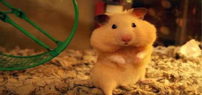 怎么判断仓鼠哭了