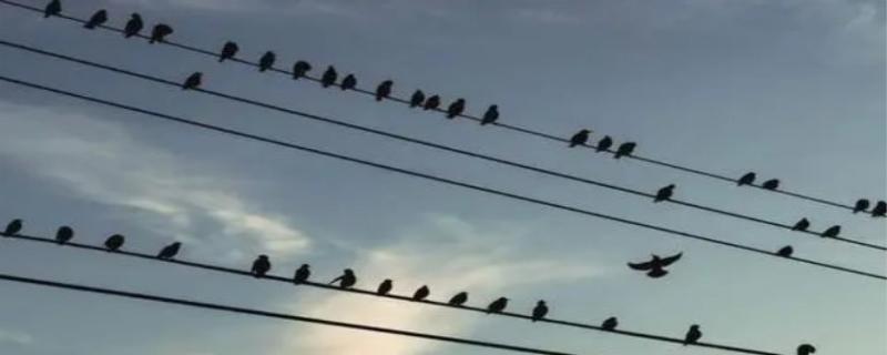 小鸟站在电线上为什么不会触电