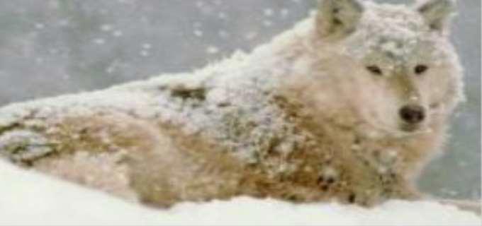 白眼狼是什么意思?