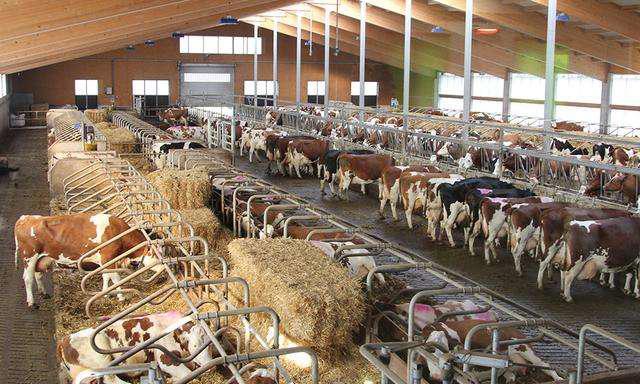 低成本现代化1000只小型标准散养鸡场鸡舍规划设计效果图