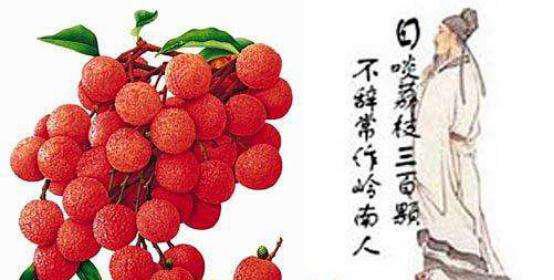 “日啖荔枝三百颗，不辞长作岭南人”是什么意思？