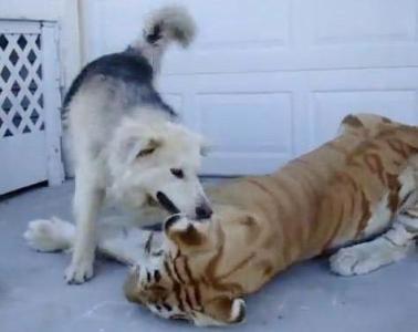 “龙游浅水遭虾戏,虎落平阳被犬欺”是什么意思？