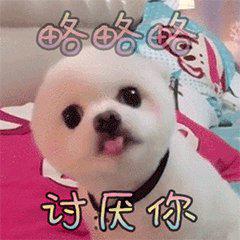 “喵星人”和“汪星人”是什么意思？