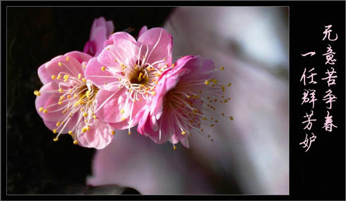 “无意苦争春，一任群芳妒”是什么意思？