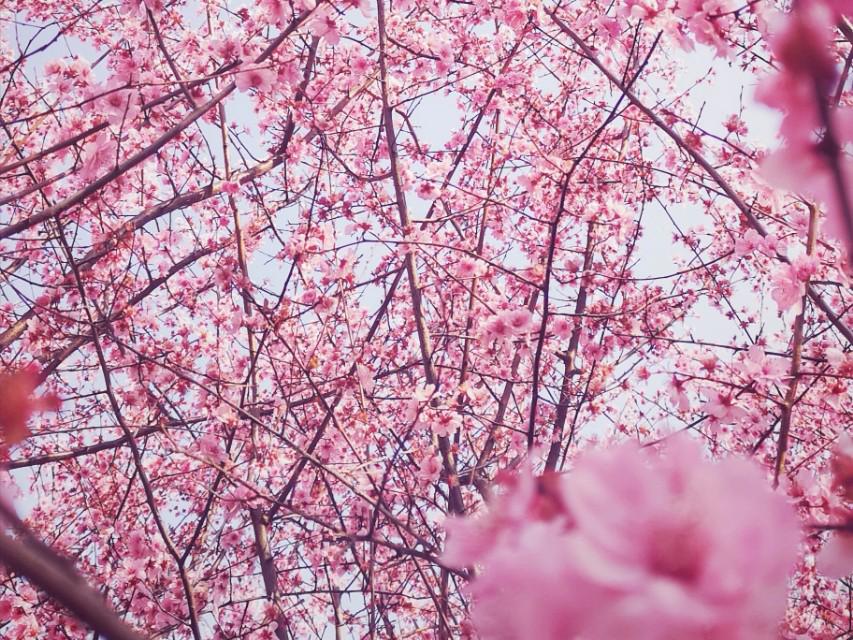 “sakura”是什么意思？