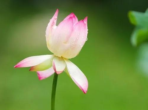 知性是什么意思（知性的女人是什么样子）