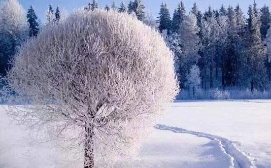 你是我萨尔茨堡的树枝有什么含义（萨尔茨堡的树枝比喻什么）