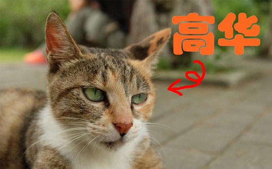 网络用语高华是什么意思(高华群体是什么群体)