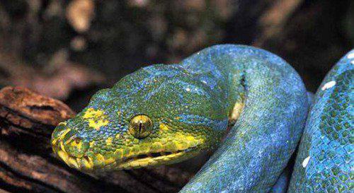 世界上最罕见的蛇有哪些