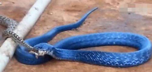 世界上最罕见的蛇有哪些