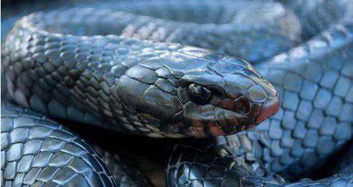 世界上最罕见的蛇有哪些