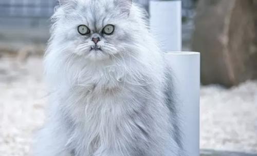 世界上十大最好看的猫品种