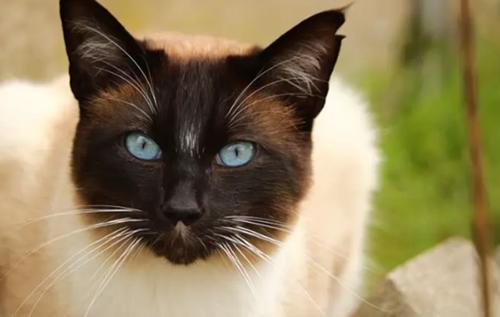 世界上十大最好看的猫品种
