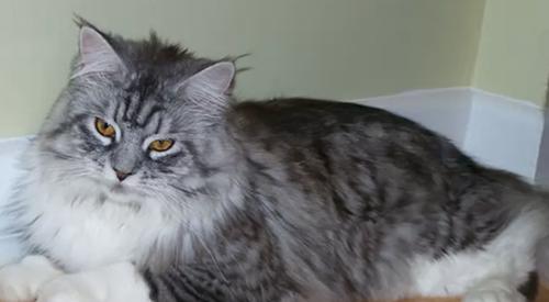 世界上十大最好看的猫品种