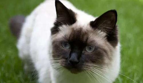 世界上十大最好看的猫品种