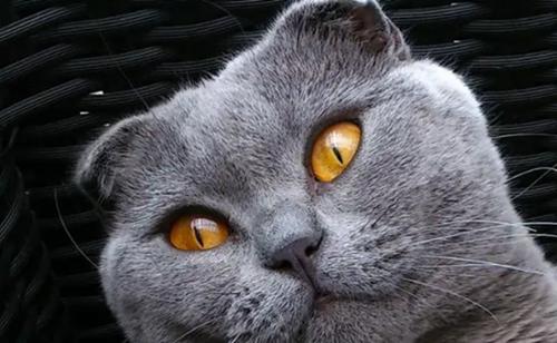 世界上十大最好看的猫品种
