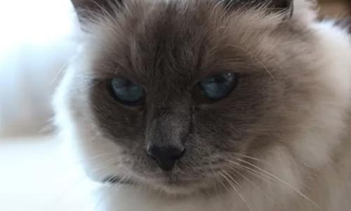 世界上十大最好看的猫品种