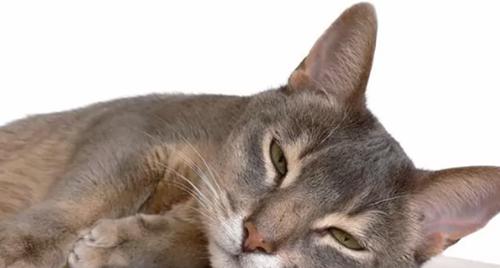 世界上十大最好看的猫品种