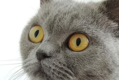 世界上十大最好看的猫品种